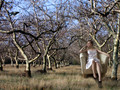 Alexas in the Orchard