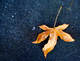 Leaf on Asphalt