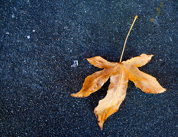 Leaf on Asphalt