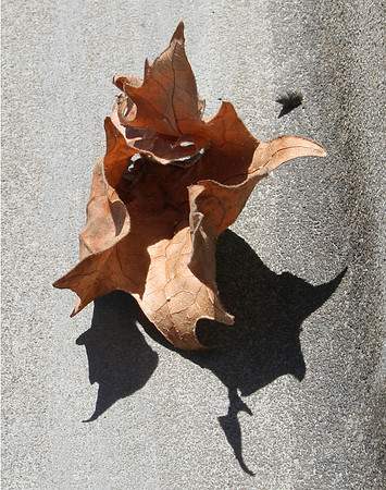 Leaf & Snail