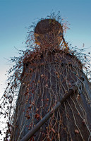 Tower & Vines