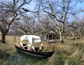Boat in the Orchard
