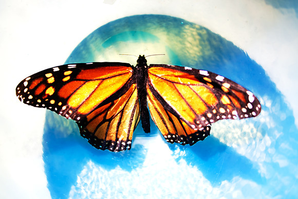 Monarch
