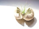 Air Plant Hatching
