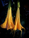 Lunatic Flowers