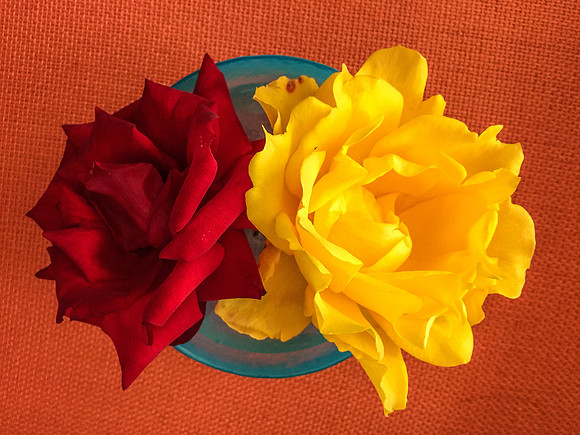 He Brought Me Roses #1