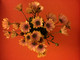 Vibrant Flowers