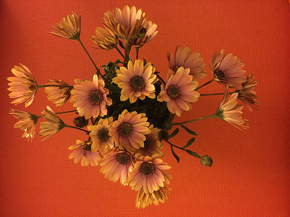 Vibrant Flowers