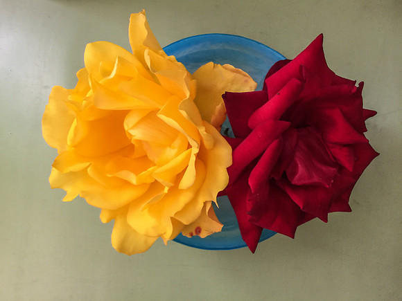 He Brought Me Roses #2