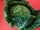Cabbage #1