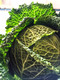 Cabbage #2
