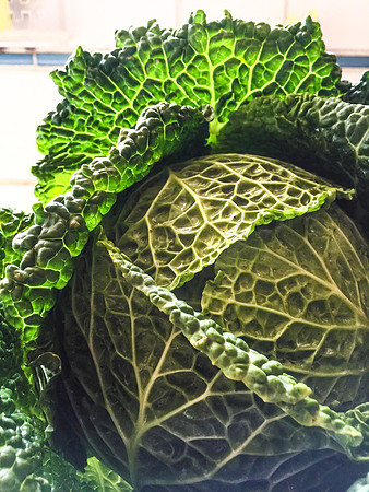 Cabbage #2