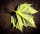 A New Leaf