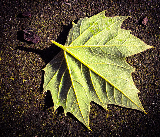 A New Leaf