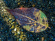 Rainbow Leaf