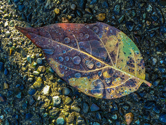 Rainbow Leaf