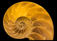 Shell Mandala