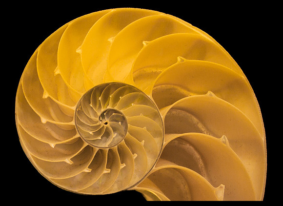 Shell Mandala