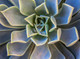 Succulent Mandala